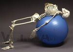 Flexible Physiotherapy Skeleton Model